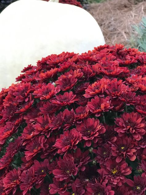 #mums #pumpkins #fall2020 Burgundy Mums, Red Pumpkin, Fall Yard Decor, Fall Yard, Mums Wedding, Garden Mum, White Mums, Red Pumpkins, Fall Mums