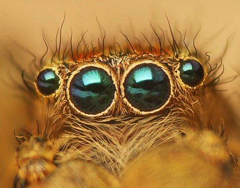 Eyes of Jumping spider - Marpissa radiata Spider Fact, Insect Eyes, Spider Pictures, Scary Facts, Jumping Spider, Gentle Monster, Types Of Photography, Eye Drawing, Spiders