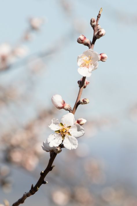 Flowering almond branches. Tree Branch Photography, Almond Branch, Jackalope Tattoo, Flowering Almond, Journey Photography, Tree Buds, Almond Flower, Vase With Branches, Flower Branches