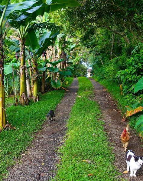 Pet Sanctuary Ideas, Animal Sanctuary Aesthetic, Animal Sanctuary Ideas, Hawaii Farm, Animal Rehabilitation, Beach Farm, Tropical Farm, Farm Animal Sanctuary, Outdoor Pet Enclosure