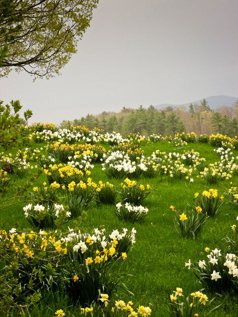 Field Of Daffodils, Golden Daffodils, Green Meadow, Matka Natura, When To Plant, Daffodil Bulbs, North Country, Spring Bulbs, Spring Beauty