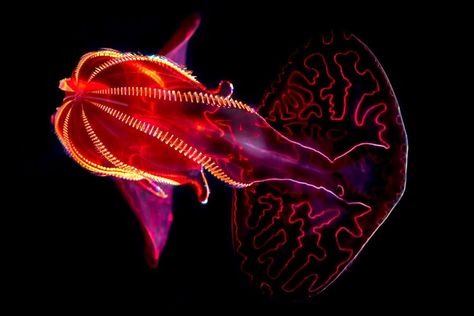 Hadal Zone Animals, Jellyfish Twitter Header, Hadal Zone, Yellow Jellyfish, Comb Jelly, Cool Sea Creatures, Deep Sea Life, Weird Sea Creatures, Glow Fish