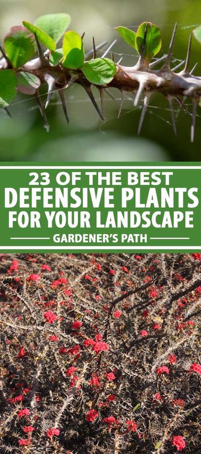 Would you like to have better security around your hedges, fences, and windows? No need to bunkerize your house and install concertina wire. Try growing nature’s razor wire with these 23 thorny and spikey plants that you can plant to deter intruders. Read our guide now on Gardener’s Path to find out what you need to know. #defensiveplants #homesecurity #gardenerspath Fencing On A Hill, Living Hedge Fence, Living Fence Fast Growing, Security Landscaping, No Climb Fence, Natural Fence Ideas, Garden Along Fence Line, Hedge Fence Ideas, Acreage Landscaping Ideas