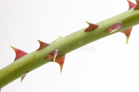 Rose thorn. Close up of rose thorn over white background , #SPONSORED, #Close, #thorn, #Rose, #background, #white #ad Rose Drawing Simple, Rose Thorns, Architect Drawing, Macro Flower, Diy Roses, Rose Stem, Rose Drawing, Roses Drawing, Climbing Vines