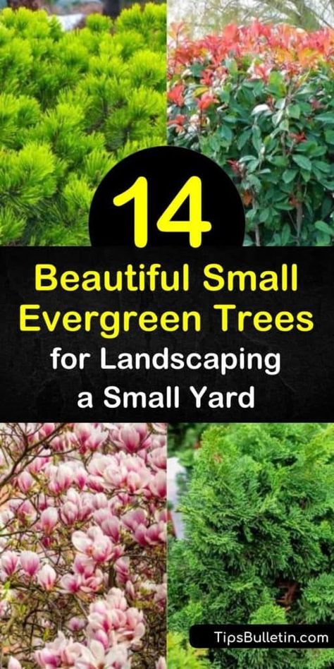 Discover how to landscape your small yard with a low growing conifer or evergreen tree. Plant picea glauca, arborvitae thuja, juniperus, and other small evergreens to fill your space with blue-green foliage all year round. #smallevergreentrees #dwarfevergreentrees #evergreensforsmallyards Small Evergreens, Evergreen Trees Landscaping, Evergreen Landscape Front Yard, Landscaping Front Porch, Arborvitae Landscaping, Small Landscape Trees, Garden Design Front Yard, Bushes In Front Of House, Trees For Landscaping