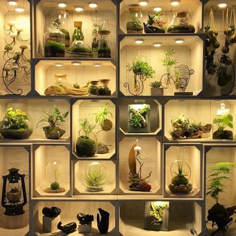 . Bonsai Shop, Wall Terrarium, Beautiful Terrariums, Plant Terrarium, Garden Terrarium, Terraria, Terrarium Plants, Factory Design, Plant Lighting