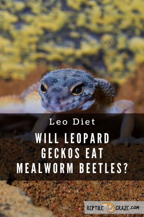 Will leopard geckos eat mealworm beetles? It varies from gecko to gecko. Some leopard geckos will not bother with the creatures, while others may jump right on it and munch away. The beetles are harder than some other insects leos are used to eating. They are not as good for the gecko as some other staple insects like crickets due to the chitlin. Leopard Gecko Diet, Dubia Roaches, Leopard Gecko Tank, Leopard Gecko Care, Types Of Ants, Leopard Geckos, Cat Care Tips, Human Food, Leopard Gecko