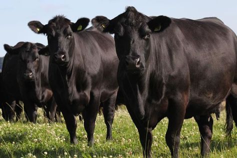 Angus cattle Club Calf, Angus Cattle, Aberdeen Angus, Cow Photos, Dairy Cattle, Cattle Breeds, Cow Pictures, Beef Cattle, Farm Cow