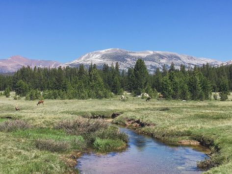 Wattpad Ideas, Vernal Falls, Yosemite Trip, Tuolumne Meadows, Grass Fields, Nature Aesthetics, Canada Photography, Alpine Meadow, National Park California