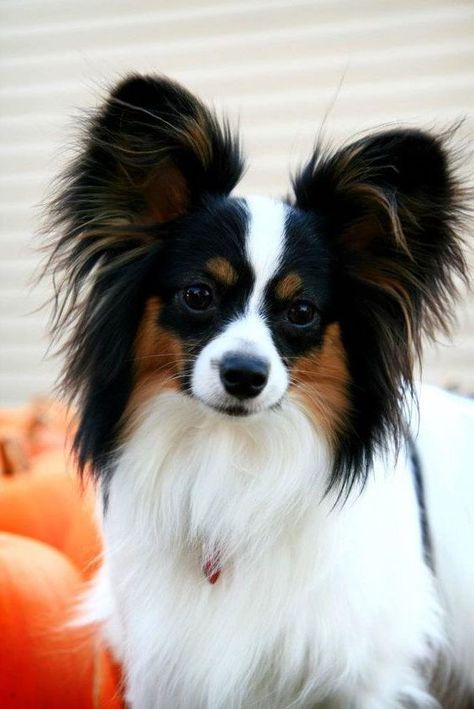 14 Charming And Lovely Pics Of Papillons You Will Love Papillon Dog Puppy, Papillon Dogs, Cutest Dog Breeds, Pretty Puppy, Baby Belle, Papillon Puppy, Top Dog Breeds, Papillon Dog, Cat Animal