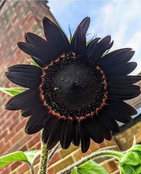 Black Sunflower, Goth Garden, Gothic Garden, Sunflower Pictures, Natural Ecosystem, Dark Flowers, Black Flowers, Big Flowers, Exotic Flowers