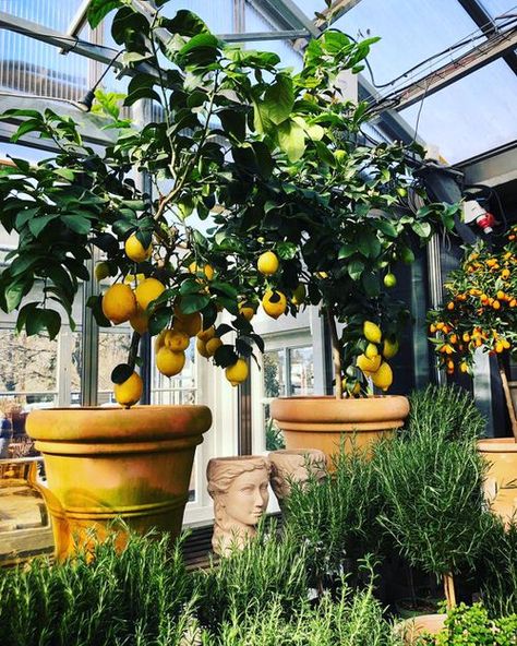 Lemon Tree Greenhouse, Lemon Tree Potted Outdoors, Lemon Tree Courtyard, Balcony Lemon Tree, Potted Citrus Trees, Nail Lemon, Citrus Trees In Pots, Citrus Tree Garden, Lemon Water Aesthetic