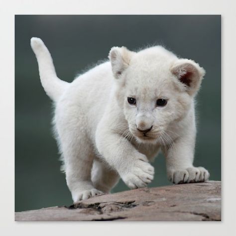 Baby white lion cub photograph from #society6 #lioncub #whitelion #photography Albino Lion, Cubs Poster, White Lions, Lion Cubs, Albino Animals, White Lion, Lion Cub, Baby Lion, Big Cat