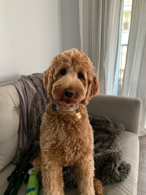 Golden Doodle Haircuts Teddy Bears, Labradoodle Puppy Haircut Style, Golden Doodle Puppy Haircut Teddy Bears, Two Goldendoodles, Long Doodle Haircut, Labordoodle Haircuts, Straight Haired Goldendoodle, Mini Doodle Haircut, Goldendoodle Grooming Styles Teddy Bears