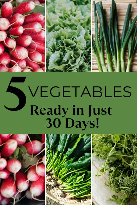 Easiest Veggies To Grow, Veggies To Grow, Lettuce Grow, Fast Growing Vegetables, Garden For Beginners, Growing Lettuce, Starting A Vegetable Garden, Vegetable Garden For Beginners, Veg Garden