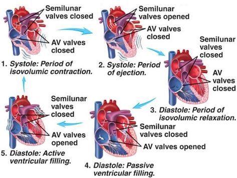 Cardiac cycle importance, phases, diastole & systole, Aortic pulse curve & jugular venous Cath Lab Nurse, Charting For Nurses, Cardiac Cycle, Interventional Radiology, Nursing Mnemonics, Cardiac Nursing, Respiratory Therapy, Nursing School Studying, Human Anatomy And Physiology