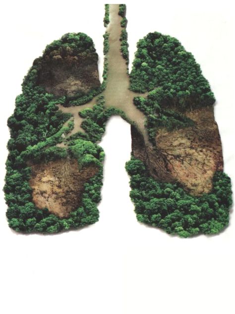 Lungs of the planet. Lost there. Felt here. 20% of the worlds oxygen is produced in the Amazon rain forests alone. Each day a football field of forest is destroyed to produce Palm Oil. What can we do? Buy less Palm Oil #knowyourproducts #junkfood #climatechange Human Lungs, Carbon Sink, Forest Conservation, Save Trees, Arte Van Gogh, Save Earth, Wild Life, Lungs, Inspirational Pictures