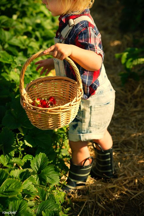 Boy picking strawberries in a field | premium image by rawpixel.com Strawberry Picking Photography, Strawberry Picking Pictures, Picking Strawberries, Garden Strawberry, Kids Gardening, Strawberry Field, Strawberry Farm, Berry Picking, Strawberry Garden