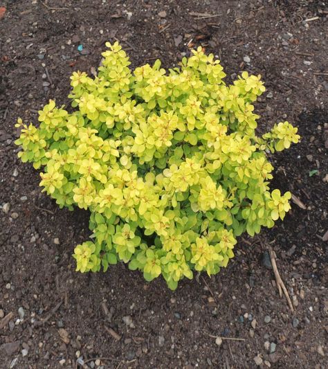 Golden Barberry, Barberry Bush, Berberis Thunbergii, Japanese Barberry, Shrubs For Landscaping, Evergreen Landscape, Front Yard Plants, Rock Garden Plants, The Punch