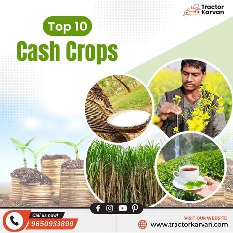 Cash crops can be either food crops or non-food crops, and they vary widely in terms of the products they produce. Cash Crops, One Step Forward, Cash Crop, Farmer, Top 10, Benefits, 10 Things