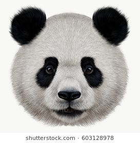 Portrait of a Panda bear wild animal realistic style Bear Face Drawing, Panda Portrait, Panda Animal, Panda Drawing, Panda Face, Itachi Uchiha Art, Panda Art, Face Illustration, Face Pictures