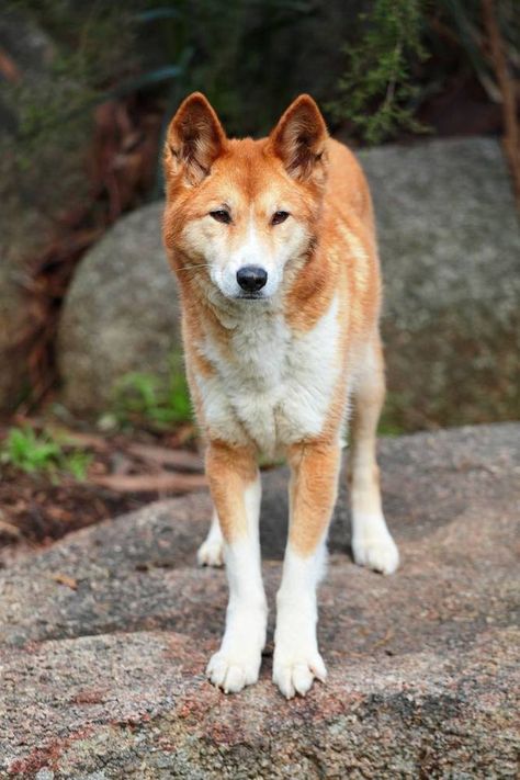 Australian Dog Breeds, Animals Australia, Canaan Dog, Carolina Dog, Wild Dog, Dogs Breeds, Love My Dog, Dog Facts, Snow Dogs