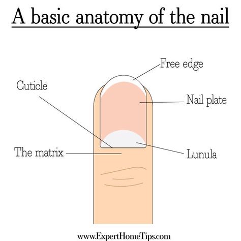 Anatomy Nails, Nail Info, Nail Anatomy, Nail Education, Grow Long Nails, Nail Tech School, Nail School, Grow Nails Faster, Nail Problems