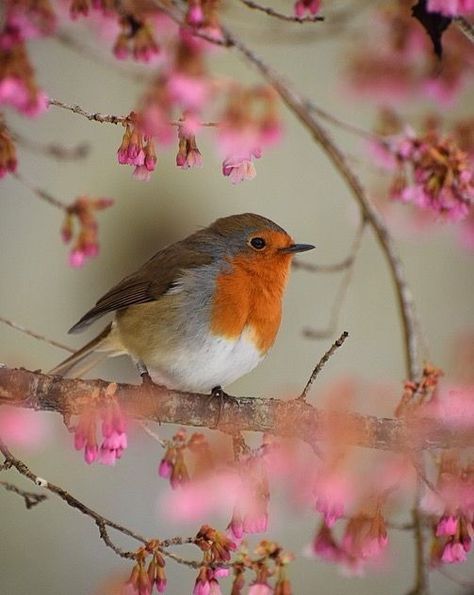 English Robin, Robin Red Breast, Robin Birds, European Robin, Robin Redbreast, Most Beautiful Birds, Red Robin, Robin Bird, Bird Pictures