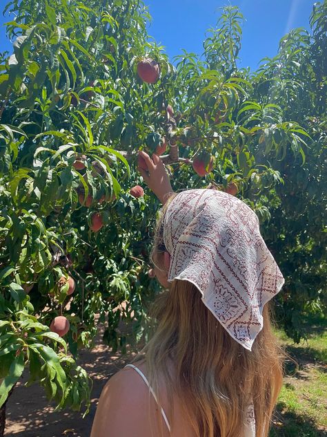 Picking Fruits Aesthetic, Berry Garden Aesthetic, Fruit Girl Aesthetic, Orange Picking Aesthetic, Peach Farm Aesthetic, Tomatoe Girl Aesthetic, Picking Berries Aesthetic, Gardening Girl Aesthetic, Peach Picking Aesthetic