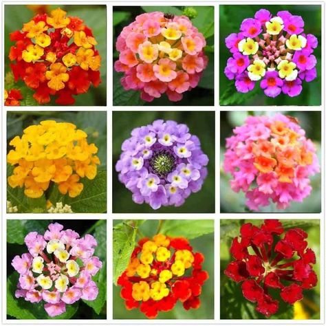 Lantana Flower, Lantana Plant, Cockle Shells, Lantana Camara, Zinnia Flowers, Indoor Patio, Indoor Flowers, Garden Pictures, Silver Bells