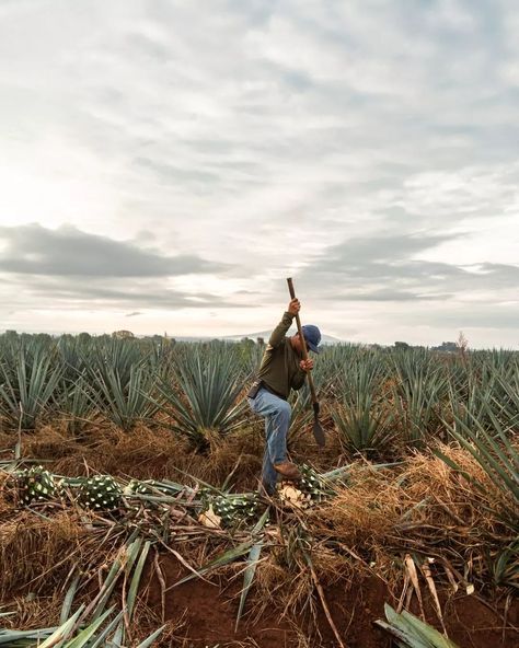 The heart and soul of our tequila production lie in the hands of the skilled jimadors in agave fields of Jalisco. 🥃  #tequila #agave #mexicanculture #heritage Agave Field, Tequila Agave, Agave Plant, Hard Work Pays Off, Healing Hands, Mexican Culture, Heart And Soul, Heart Soul, Hard Work