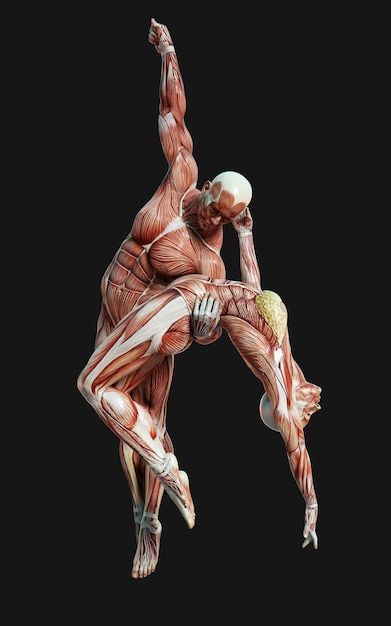 Human Body Anatomy Aesthetic, Body Anatomy Poses, Female Muscle Anatomy, Muscles Aesthetic, Muscle Drawing, Anatomy Pictures, Human Muscles, Human Body Muscles, Body Muscle Anatomy