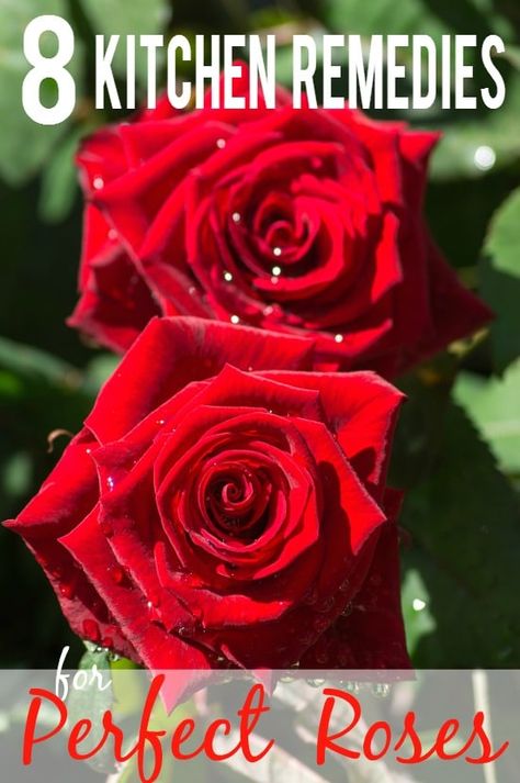 Roses Garden Care, Rose Food, Rose Plant Care, Rose Fertilizer, Rose Garden Design, Rose Gardening, Rose Got, Rose Recipes, Rose Care