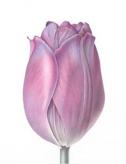 Art does not reproduce the visible; rather it makes visible - but does it float #flower #illustration Olivia Tattoo, Tulip Painting, Watercolor Tulips, Plant Painting, Sketchbook Ideas, Watercolor Flowers Paintings, Botanical Painting, Botanical Watercolor, Color Pencil Art