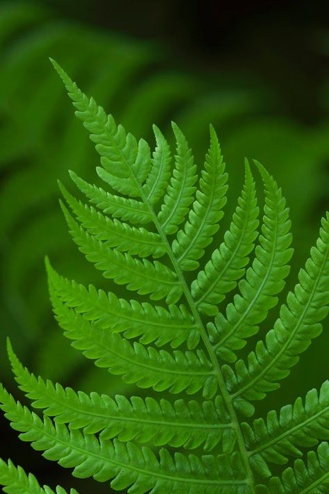 fern | Steve Reese Photography | Flickr Fern Flower, Fern Frond, Plant Images, Fern Plant, Fern, Beautiful Nature, Planting Flowers, Business Card, Mood Board