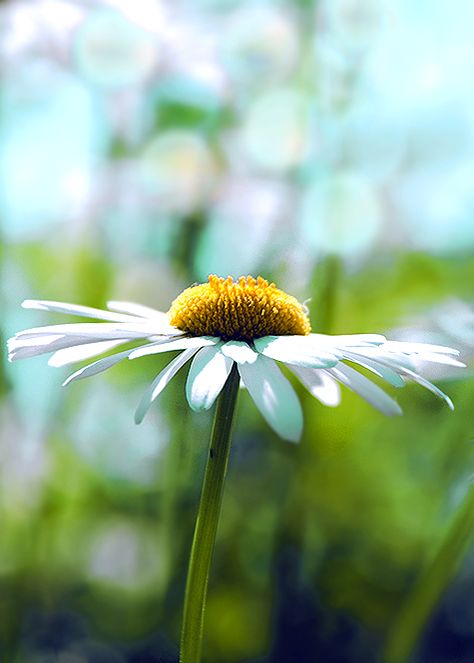 Daisies Daisy Fields, Big Daisy, Rising Above, Daisy Art, Daisy Field, Bokeh Photography, Daisy Love, Gerbera Daisy, Happy Flowers