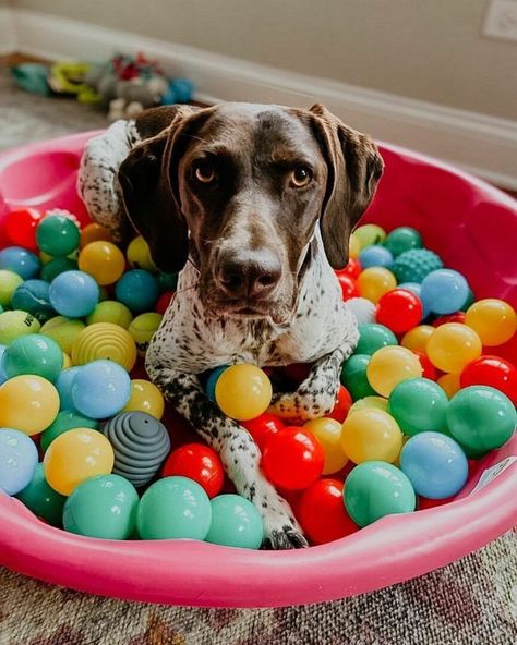 Dog Third Birthday, Dog Photobooth Ideas, Dog Party Activities, Dog 1st Birthday Ideas, Pet Birthday Ideas, Dog Ball Pit, Barkuterie Board, Dog Party Ideas, Dog Birthday Party Ideas