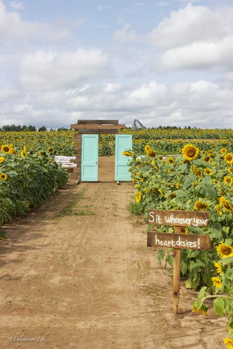 Our son-in-law built this frame to hold these vintage doors...part of our daughter's vision of her wedding in a sunflower field Sunflower Patch, Field Wedding, Sunflower Wedding Invitations, Future Farms, Hydrangea Purple, Sunflower Field, Decoration Vintage, Painted Mason Jars, Sunflower Fields