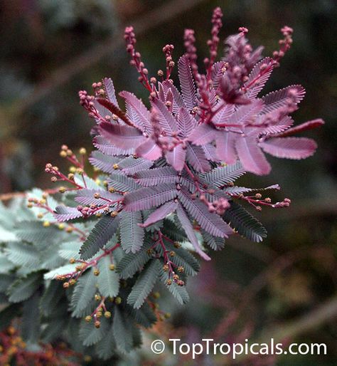 Acacia baileyana 'Purpurea', Purple Fernleaf Acacia. Drought tolerant, frost hardy and disease resistant once established. Acacia Baileyana, Foliage Garden, Florida Landscaping, Plants For Garden, Plant Encyclopedia, Garden Catalogs, Witch Cottage, Acacia Tree, Plant Catalogs