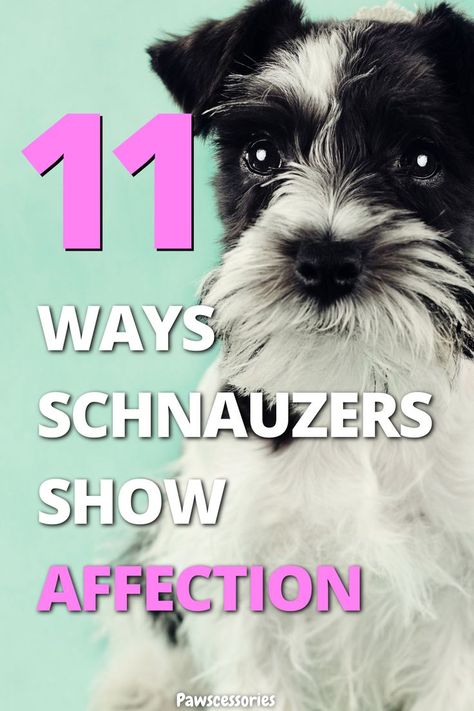 Schnauzer with text over the image saying "are schnauzers affectionate" Miniature Schnauzer Funny, Schnauzer Puppy Haircut, Potty Training Mini Schnauzer, Schnauzer Yorkie Mix Dogs, Miniature Schnauzer Dogs, Mini Snauzer, Snorkie Dog, Mini Schnauzer Grooming Haircuts, Schnauzer Grooming Styles