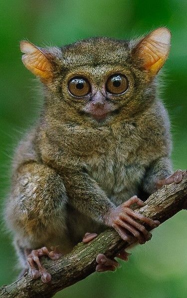 Regard Animal, Unusual Animals, Rare Animals, Haiwan Peliharaan, Cute Wild Animals, Wildlife Animals, Weird Animals, Primates, Animal Tshirt