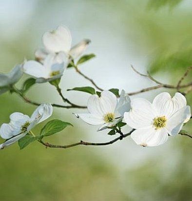 Dogwood Branch, Cottage Spring, Cherry Blossom Branches, Dogwood Branches, Cherry Plum, Dogwood Blossoms, Cherry Blossom Branch, D F, Wisteria