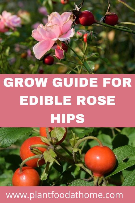 Best Roses For Rose Hips, Rose Hip Plant, Rose Hips Uses, Harvesting Rose Hips, Tulips In Pots, How To Grow Tulips, Rosehip Recipes, Tattoo Tulip, Grow Tulips