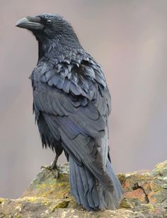 andrew shaylor raven | ... birds, Ravens & Crows on Pinterest | Raven, Crows ravens and Crows Raven Pictures, Rabe Tattoo, Crows Drawing, Arte Occulta, Raven Bird, Crow Tattoo, Crow Skull, Crow Bird, Crow Art