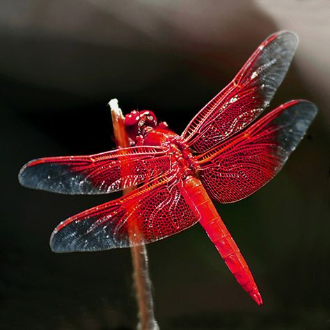 dragonflies are good luck for us capricorns and this one is in my favorite color Hogwarts Subjects, Dragonfly Pictures, Red Dragonfly, Mantis Religiosa, Dragonfly Photos, Dragon Flys, Damselflies, Dragonfly Dreams, Cool Bugs