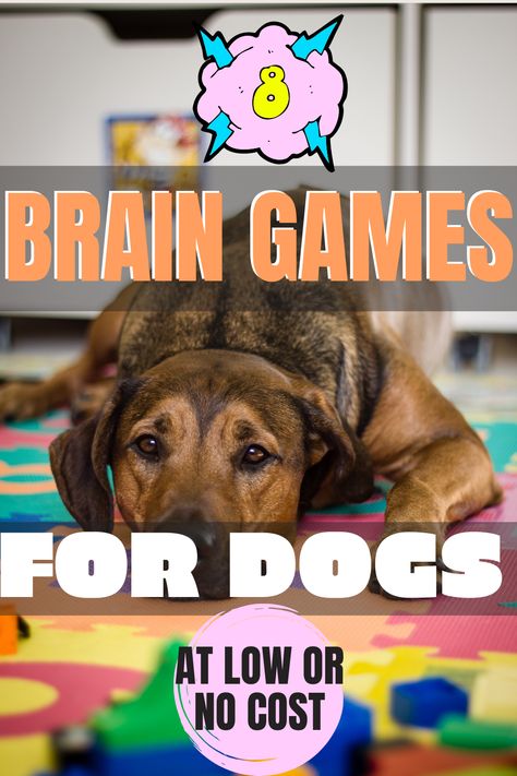 Brain games for dogs | Fun ways to start brain training your dog Games For Dogs, Stimulation Activities, Brain Games For Dogs, Training Dogs, Easiest Dogs To Train, Dogs Training, Fun Brain, Brain Training Games, Dog Enrichment