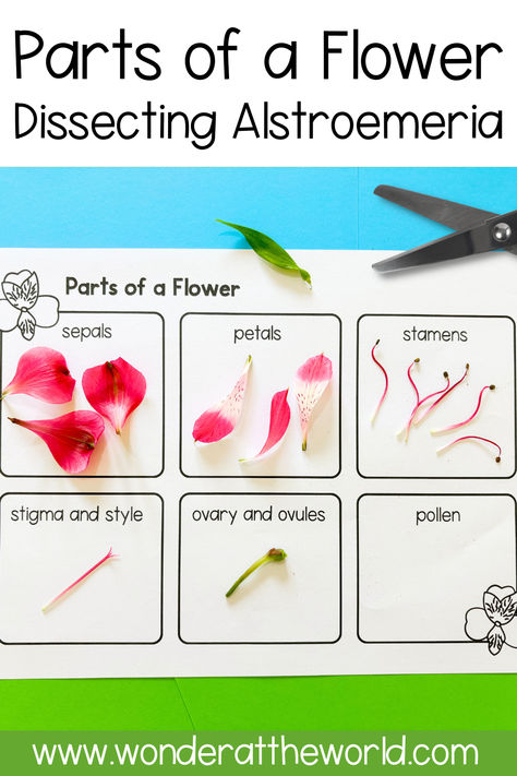 Help students learn the parts of a flower by dissecting Alstroemeria, or Peruvian lilies in the classroom. This activity is a great hands-on way of observing and identifying flower parts including sepals, petals, stamens, stigma, and pollen.

A free printable sheet (PDF) can be found towards the ned of the post that students can use to record  the different flower parts. Parts Of A Flower Craft, Part Of Flower, Flower Parts, The Ned, Peruvian Lilies, Science Lesson, Parts Of A Flower, Plant Science, Primary Teachers