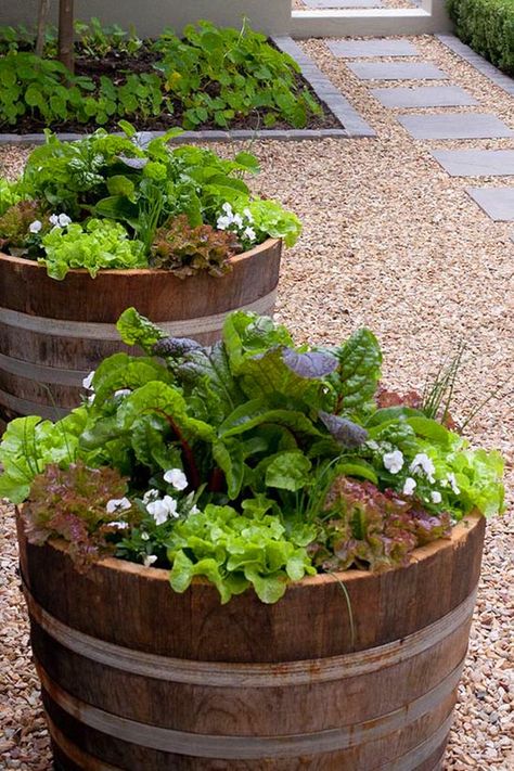 Wine barrel vegetable garden #diy #winebarrel #flowerplanter #repurpose #decorhomeideas Wine Barrel Garden, Wine Barrel Planter, Design Backyard, Growing Tomatoes In Containers, Small Vegetable Gardens, نباتات منزلية, Barrel Planter, Backyard Landscape, Magic Garden