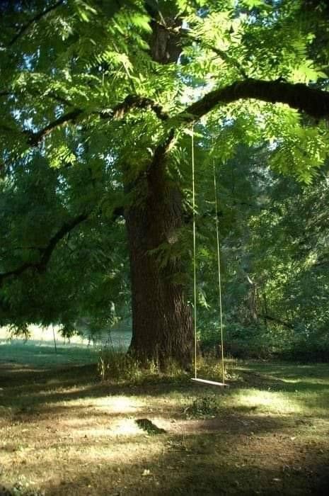 Trees With Swings, Swings Aesthetic, The Hanging Tree, Tree Swing, Foto Art, Fotografi Potret, Beautiful Tree, Dream Garden, Country Living