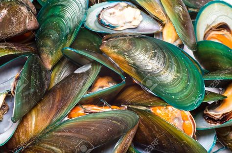 Masses of the Asian "Green Mussel" Perna viridis, an Indo-Pacific invasive that has invaded both coasts of sub-tropical Florida  /jpg (1300×861) Green Mussels, Fancy Girls, Alien Species, Molluscs, Invasive Species, Gulf Coast, No Cook Meals, Sea Shells, Shells